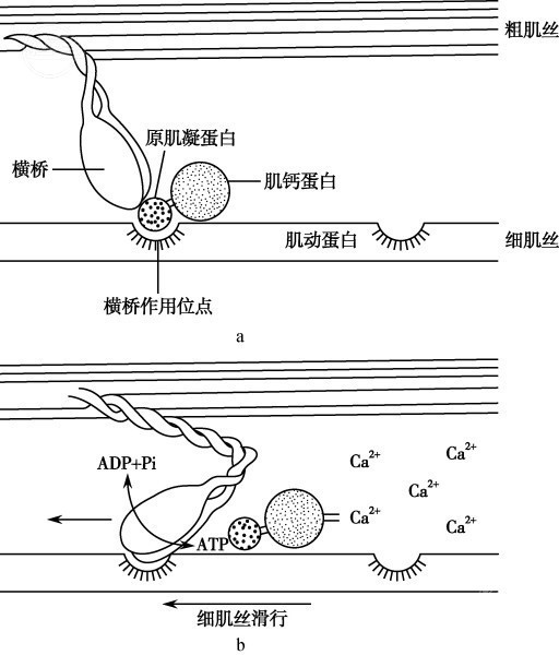 肌丝滑行机制示意图
