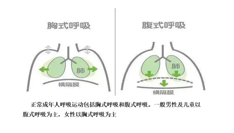 HL0902胸、腹式呼吸.png