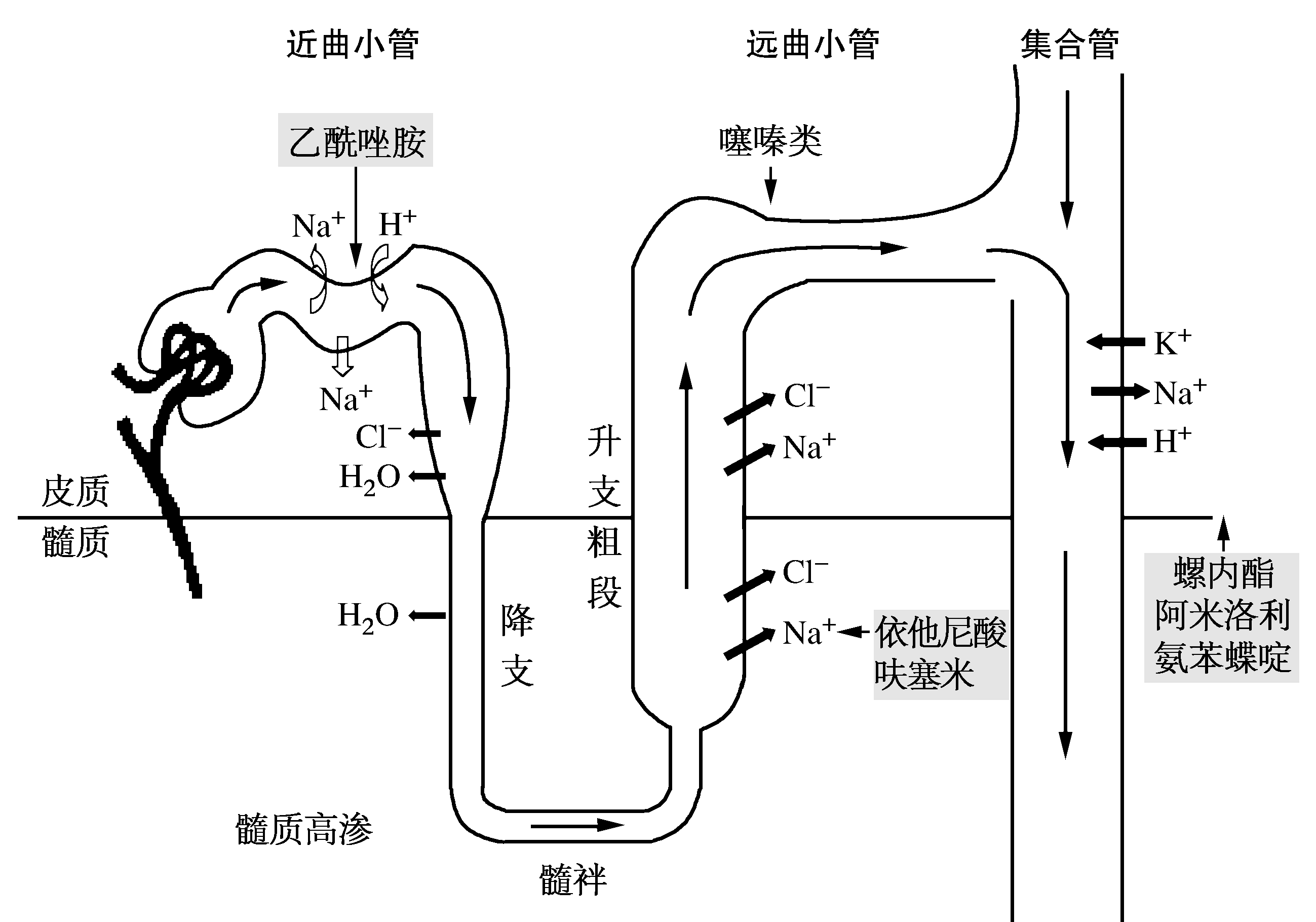 肾小管转运系统及利尿药的作用部位