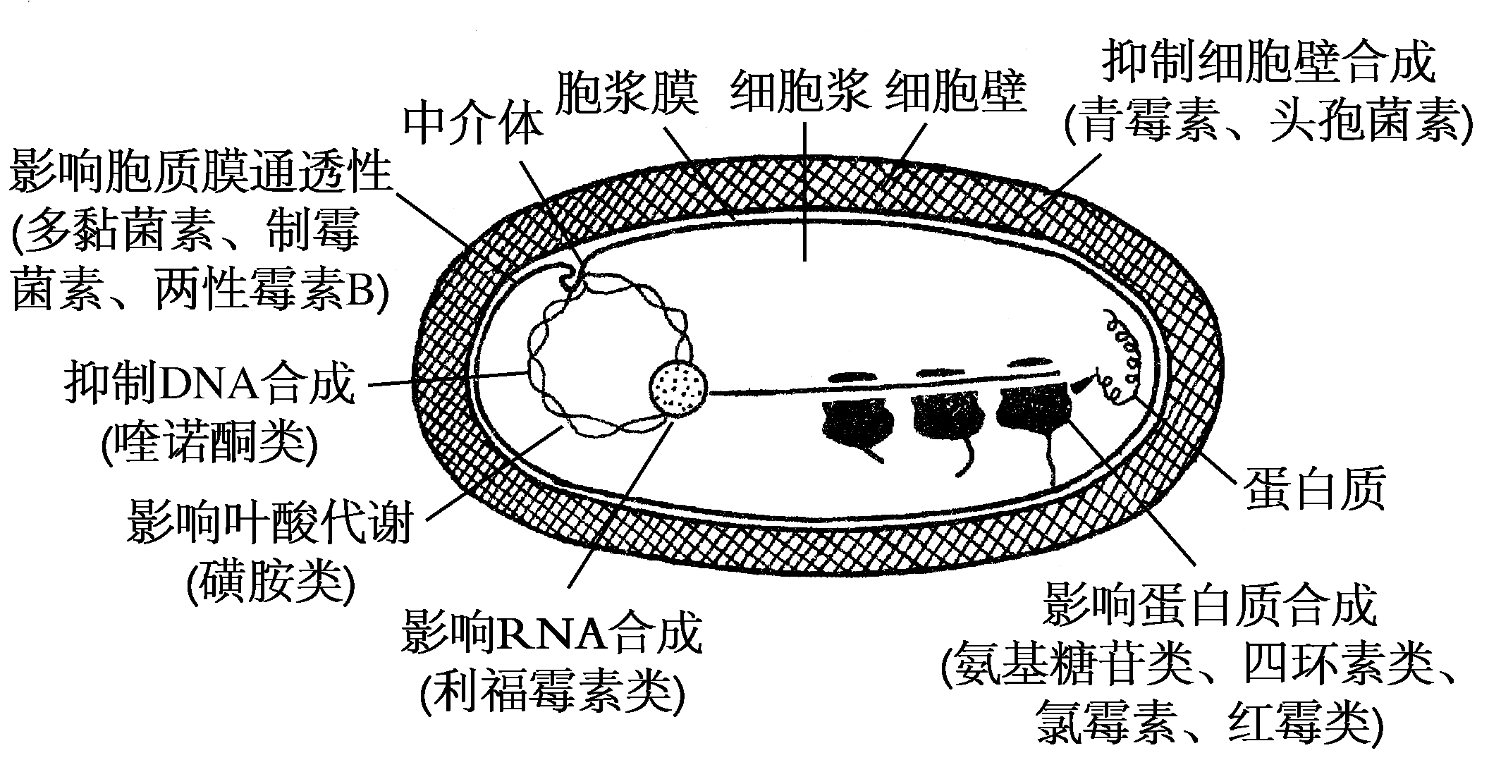细菌结构与抗菌药作用部位示意图