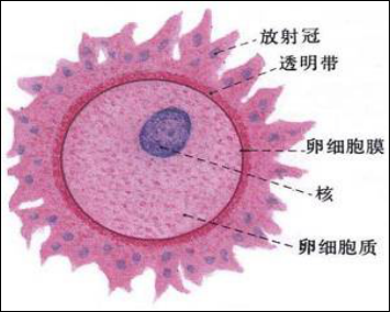 卵细胞的构造.png
