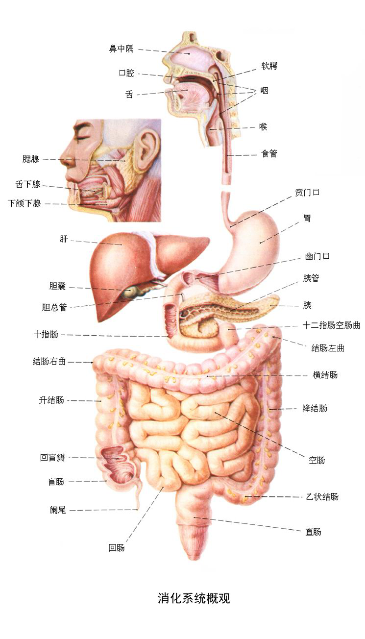 消化系统概观