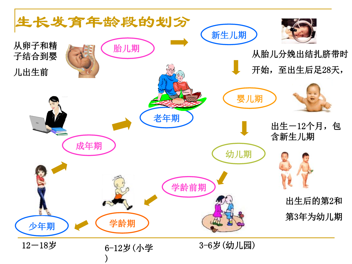 生长发育年龄段划分.png