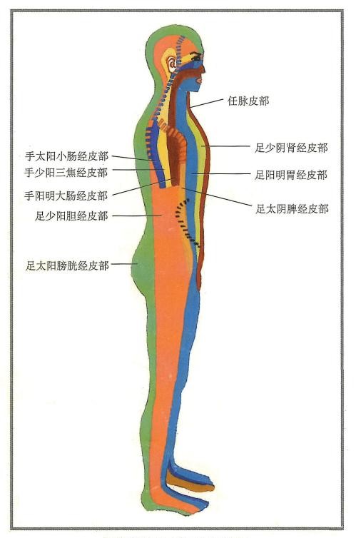 人体体表的皮肤按十二经脉分布规划为十二个区域,就形成了十二皮部.