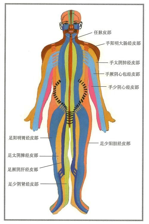 人体体表的皮肤按十二经脉分布规划为十二个区域,就形成了十二皮部.