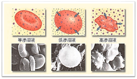等渗溶液和等张溶液