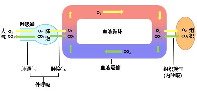 呼吸的全过程包括四个既相互衔接又同步进行的环节:①肺通气;②肺换气