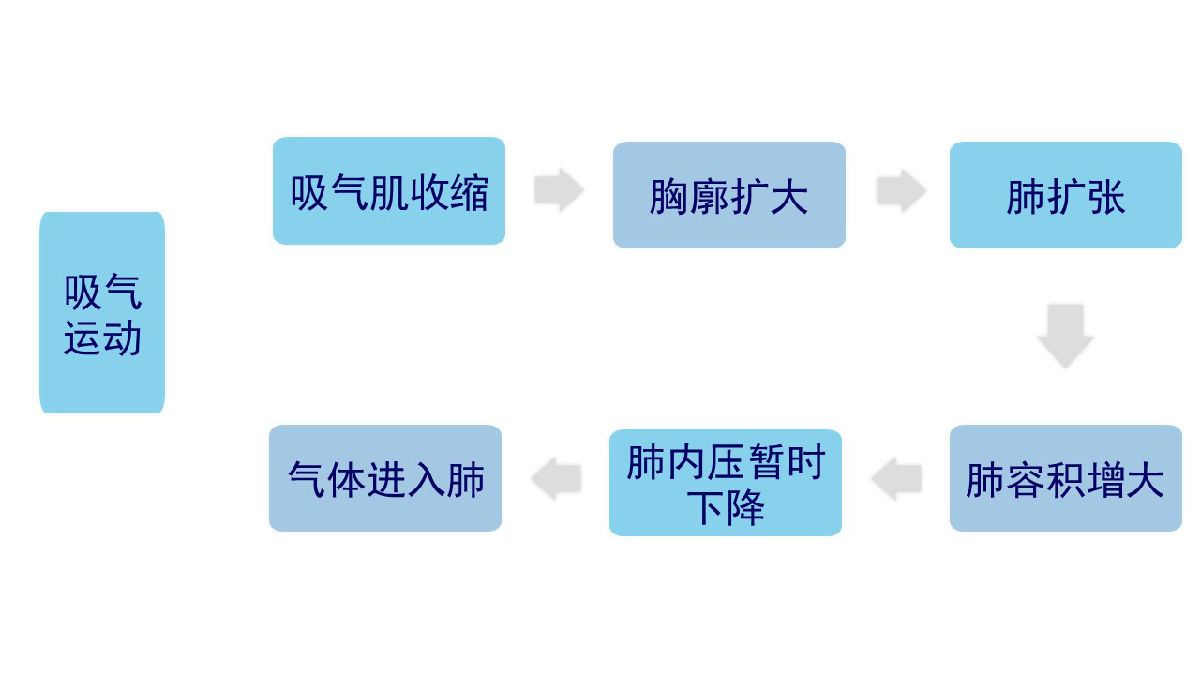 呼气运动过程,吸气运动过程