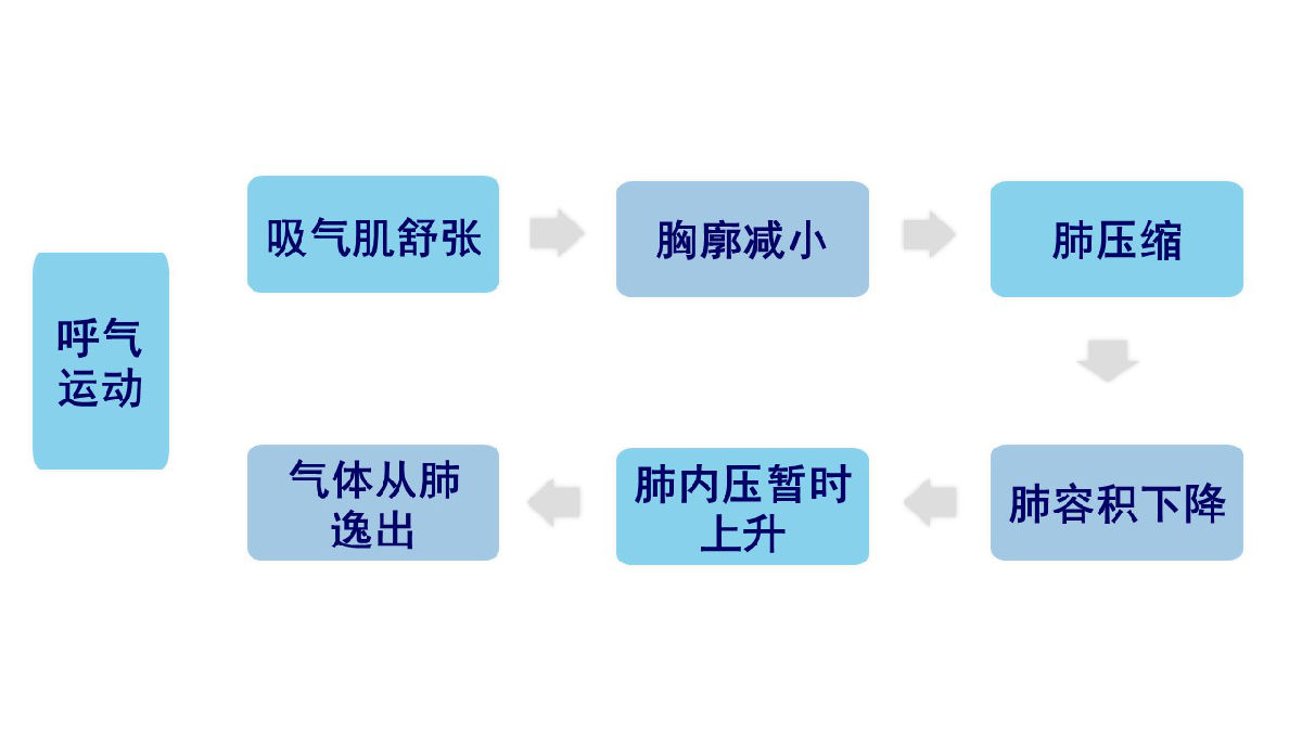 呼气运动过程,吸气运动过程