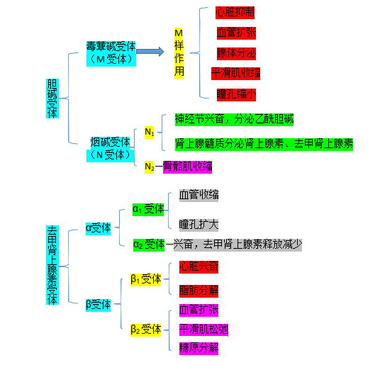 胆碱能受体和肾上腺素受体分类与效应