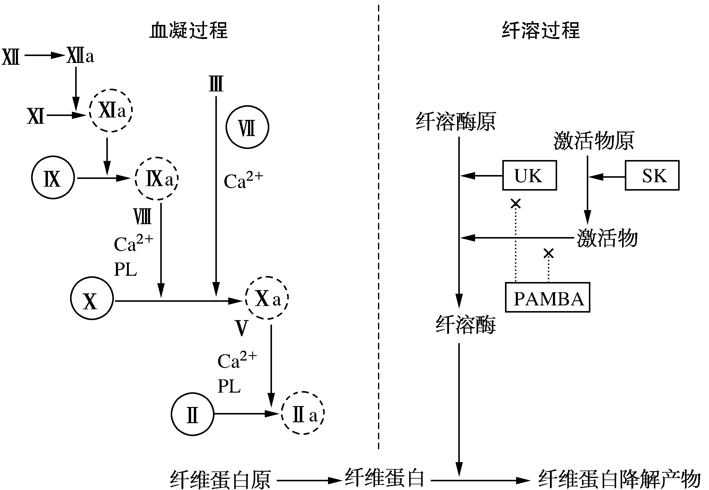 血凝过程纤溶过程及药物对其影响示意图