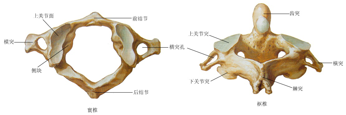 称椎体钩,椎体钩若与上位椎体下面的两侧唇缘相接,又称luschka关节
