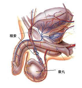 正常睾丸的样子图片