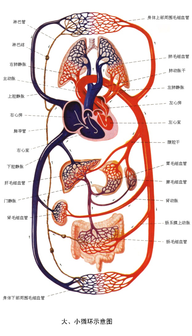 血液循环途径图图片