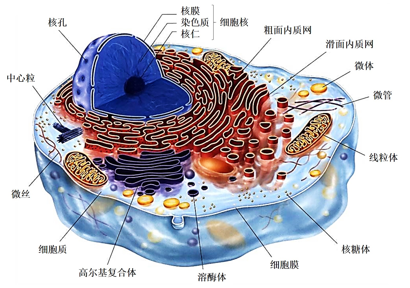 细胞的微细结构图图片