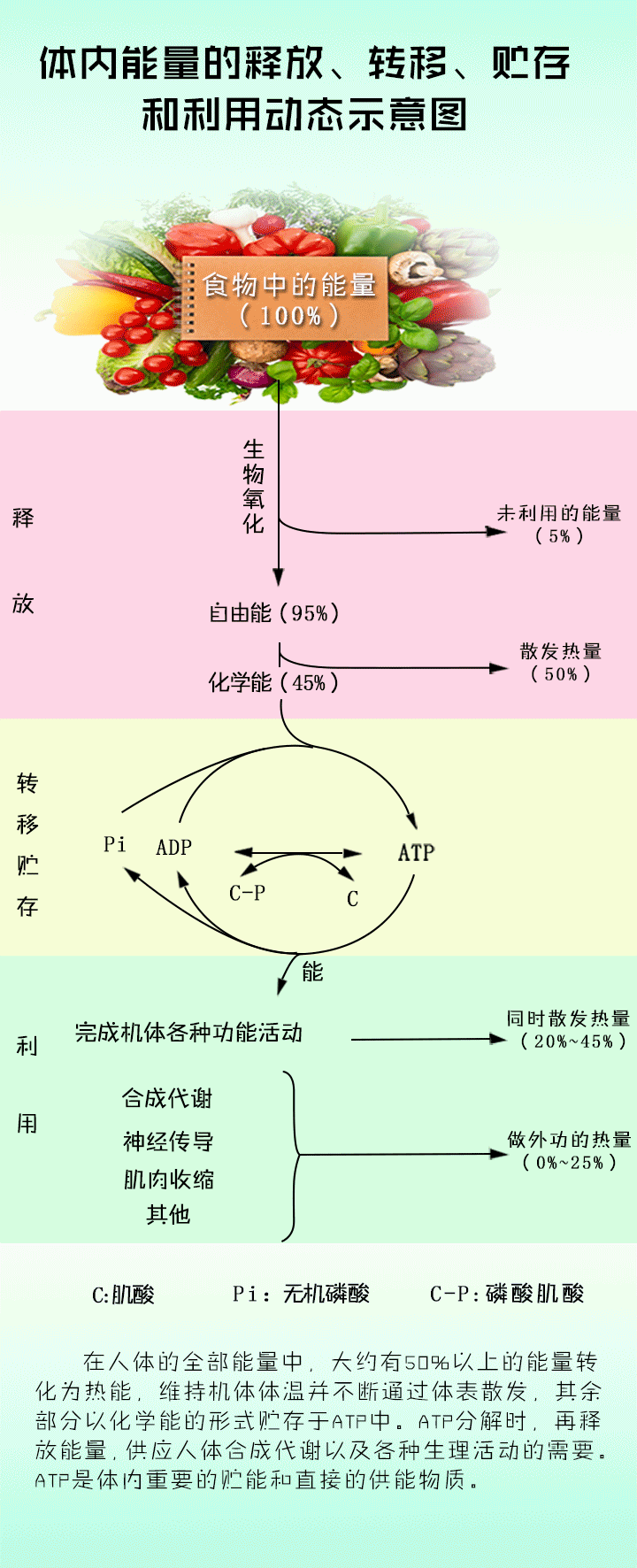 体内能量的释放转移贮存和利用动态示意图