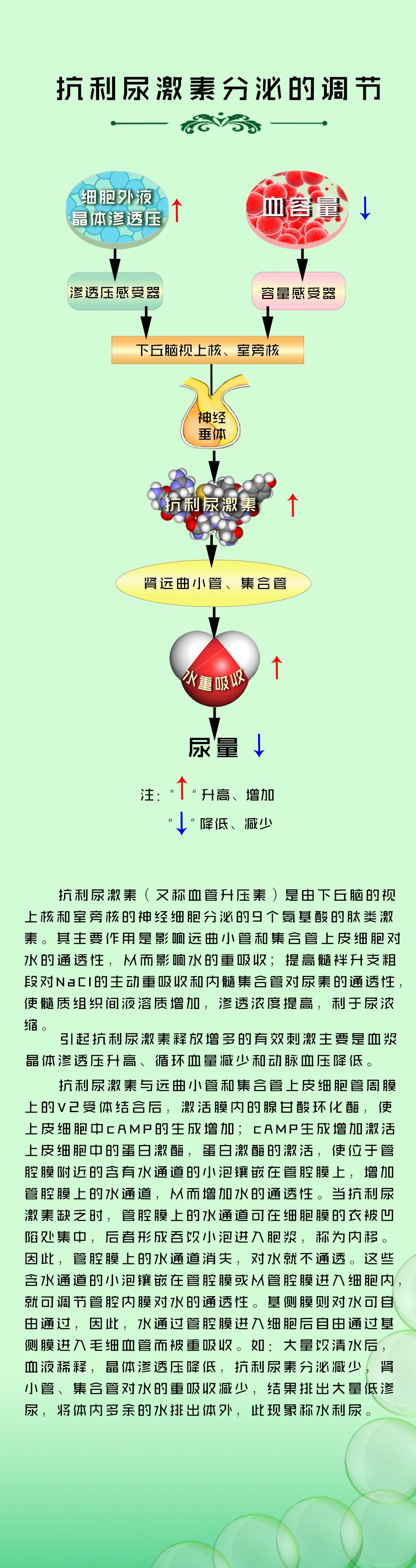 抗利尿激素分泌的调节