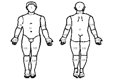 新九分法各部位体表面积的估计(成人)