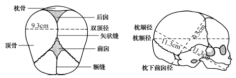胎头颅骨,颅缝,囟门及径线(2)胎头径线:主要有4个:①双顶径:两顶骨