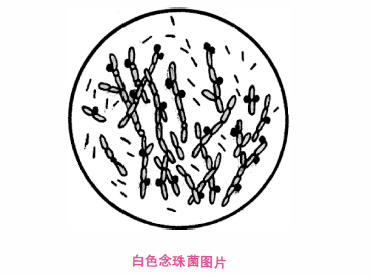 酵母菌显微镜下手绘图图片