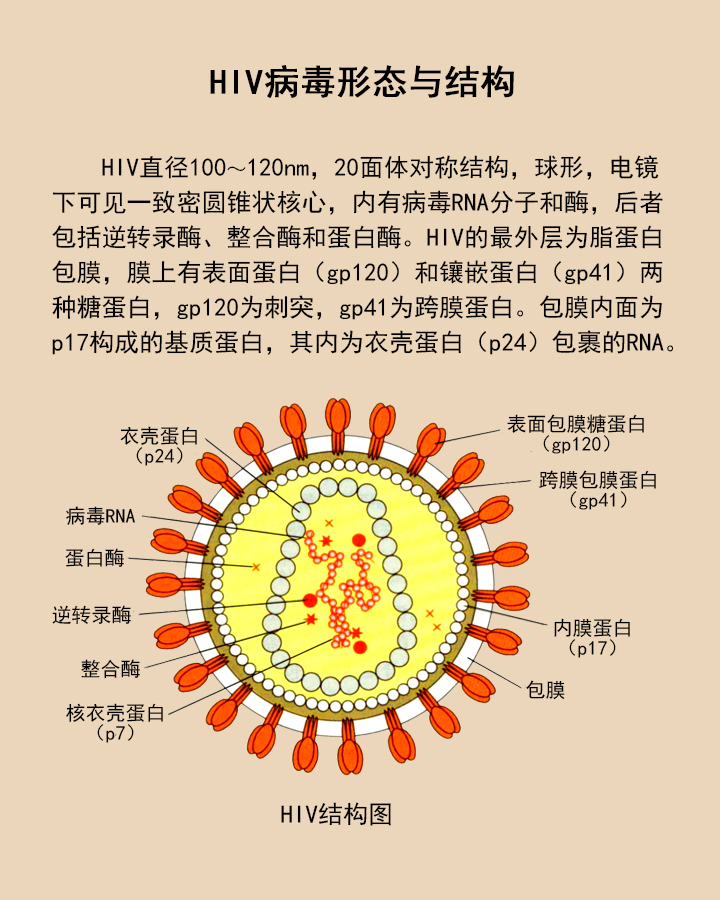 HIV结构示意图图片