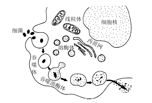 噬菌体图片简笔画图片