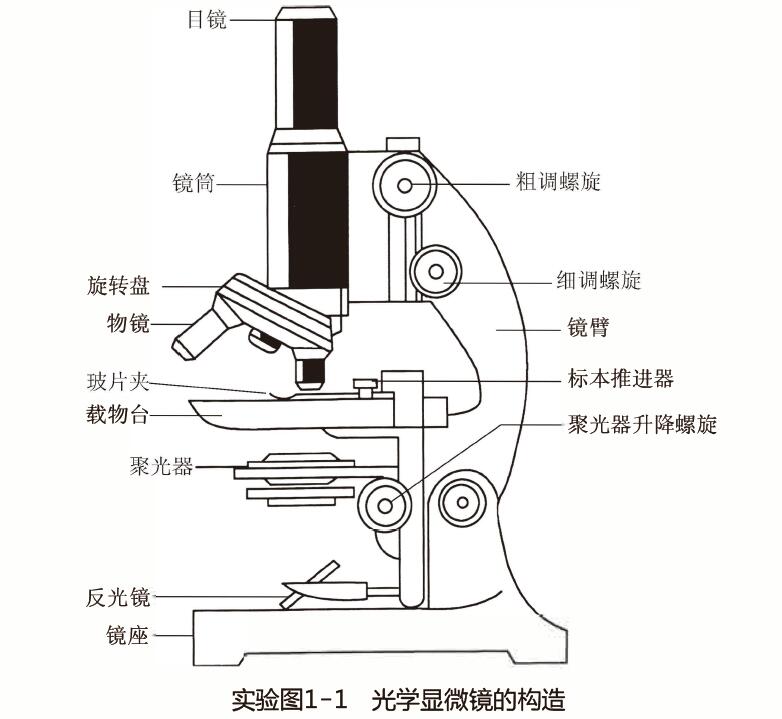 显微镜的构造图及功能图片