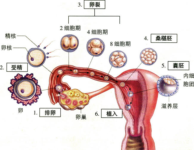 胚胎发育的基本过程图片