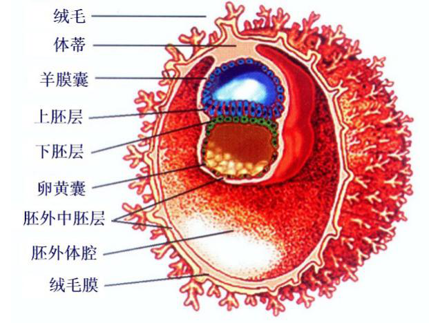 胚胎外胚层图片
