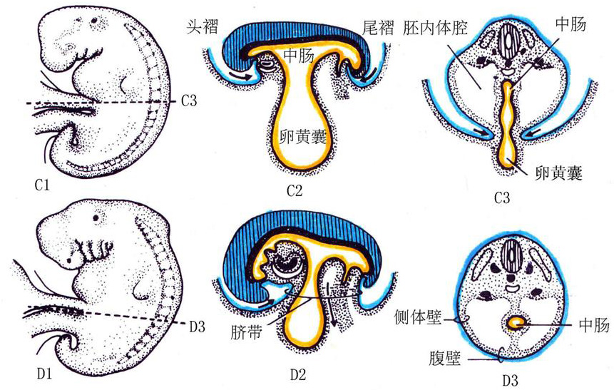 三胚层模式图图片